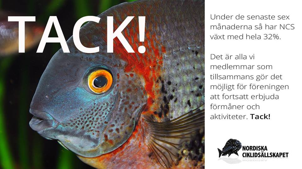 Tack.jpg