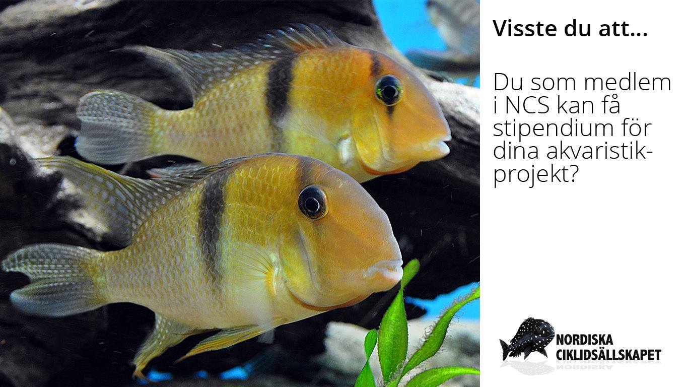 Visstedujan17.jpg