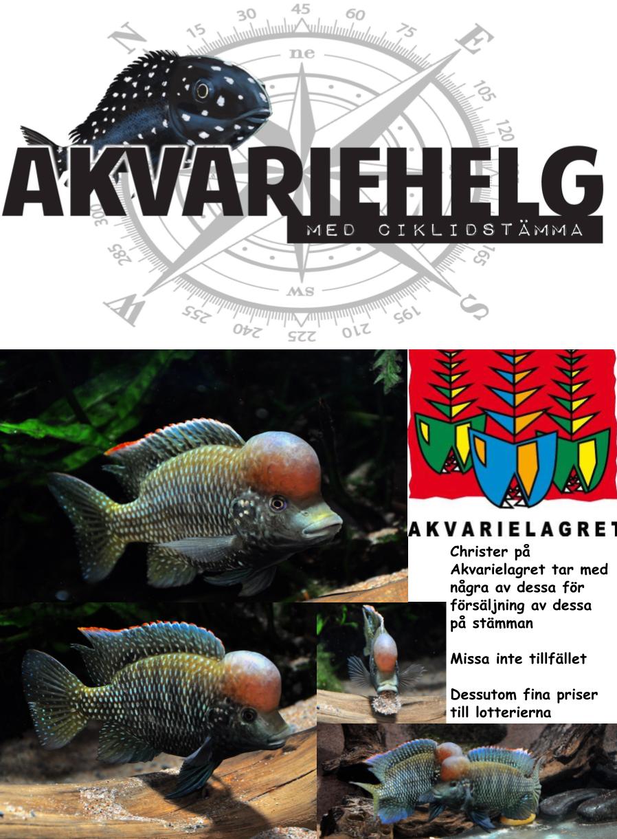 Danakilia + Akvarielagret.jpg