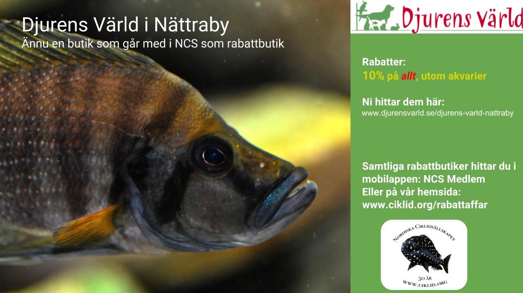 Djurens Va&#776;rld Na&#776;ttraby (1).jpg