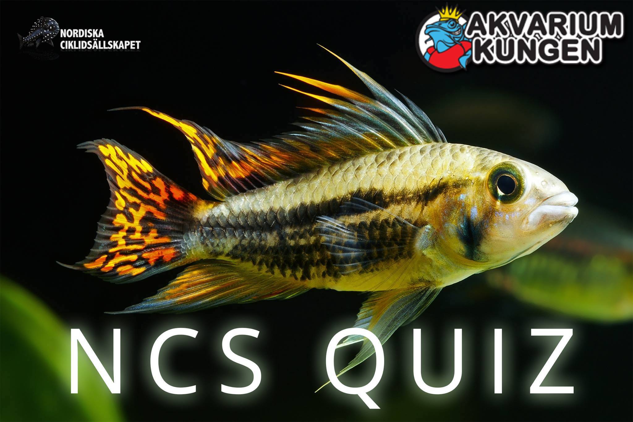 launch-quiz.jpg