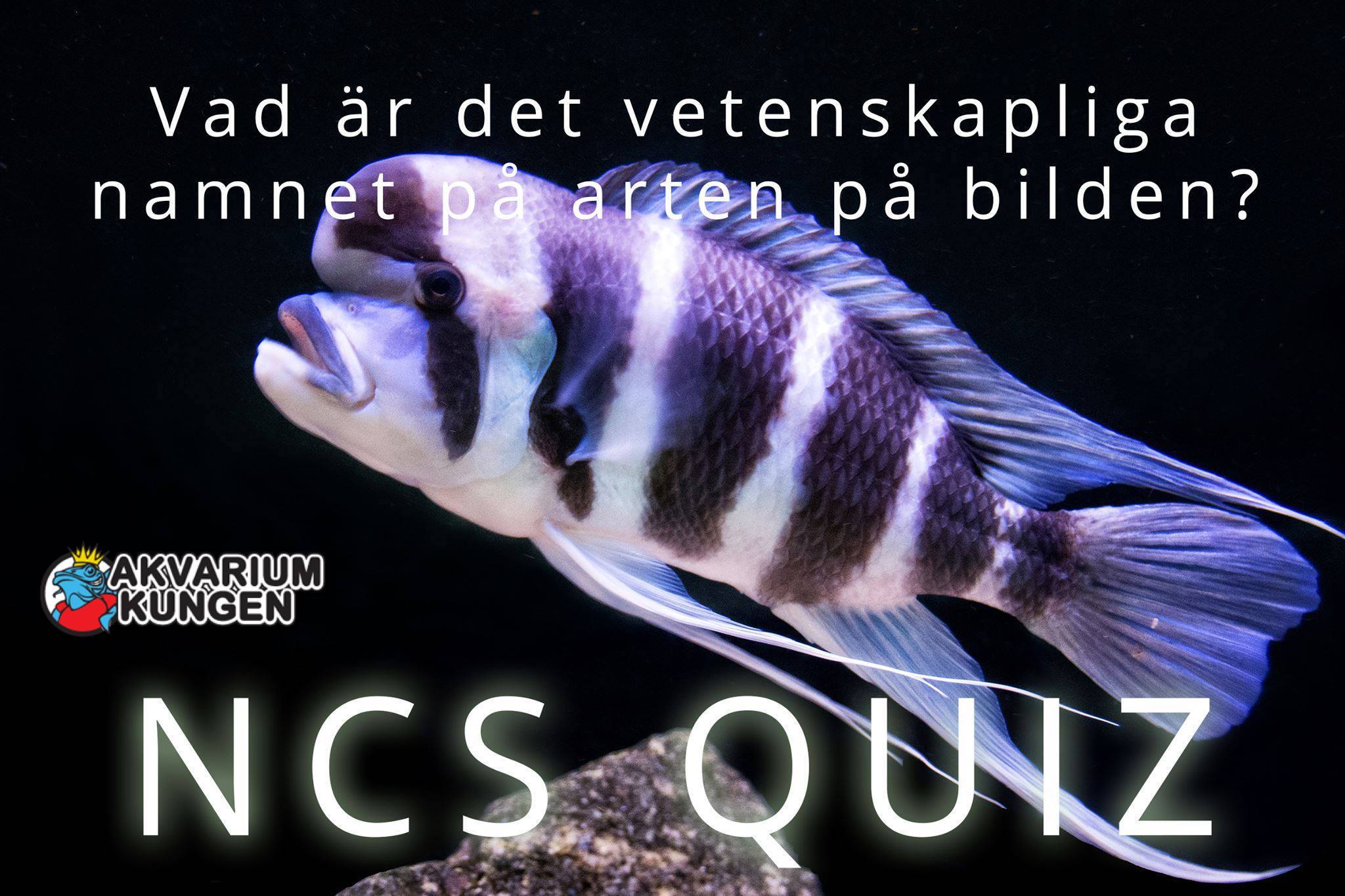 ONSDAG.jpg