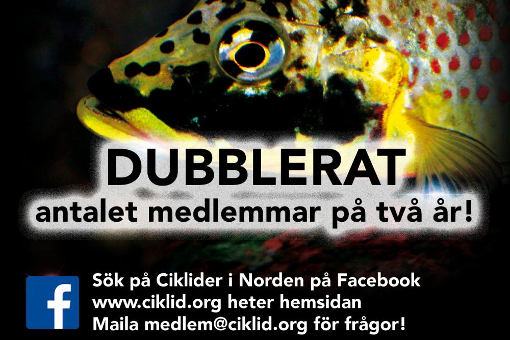 Dubblerat.jpg