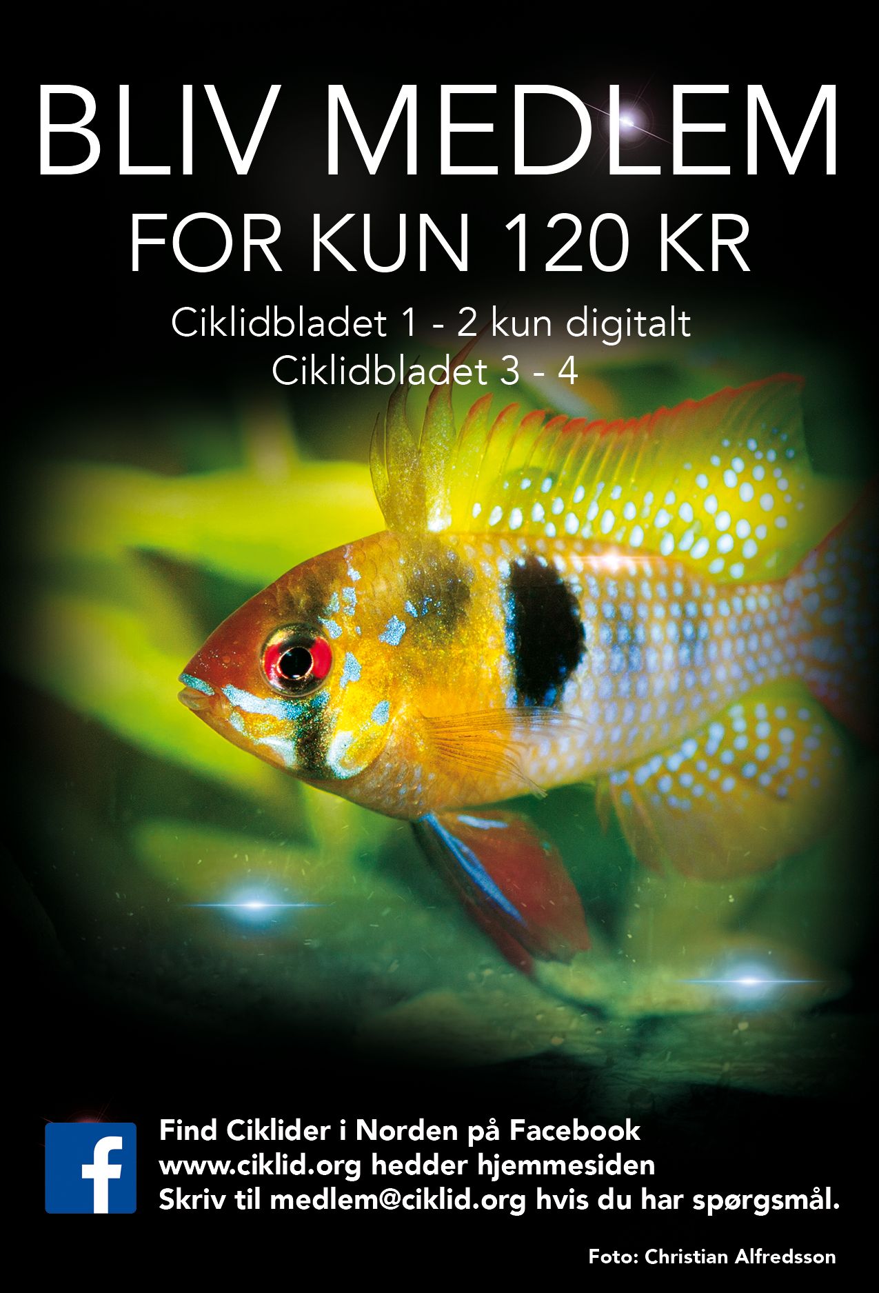 dkk.jpg