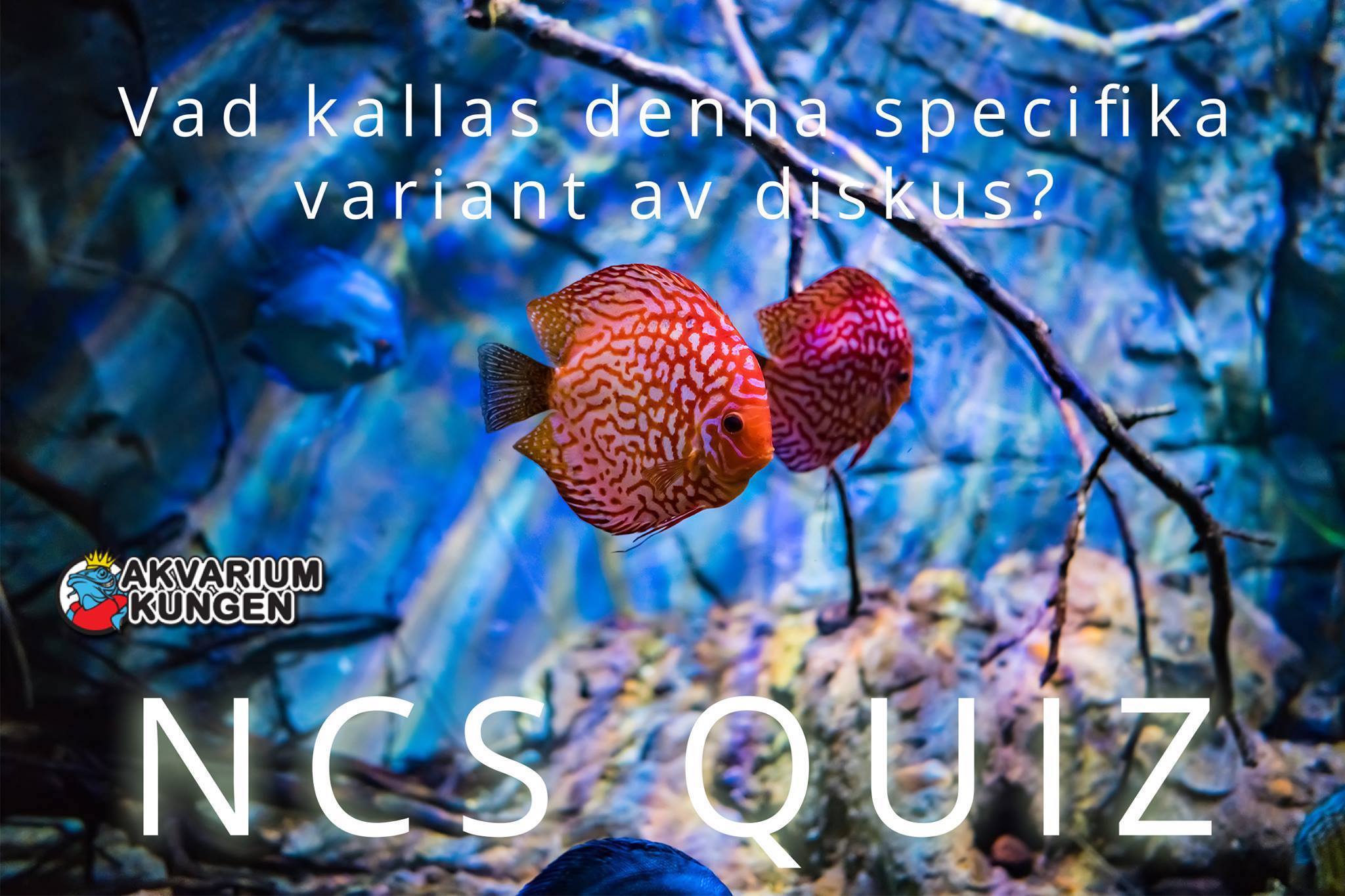 TISDAG.jpg
