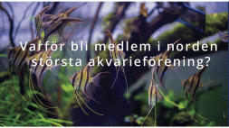 57390.gif