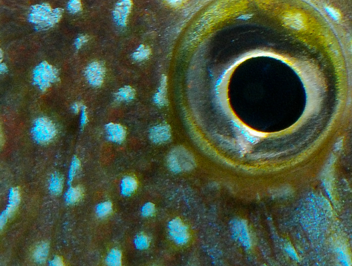 fisk-1-6.jpg