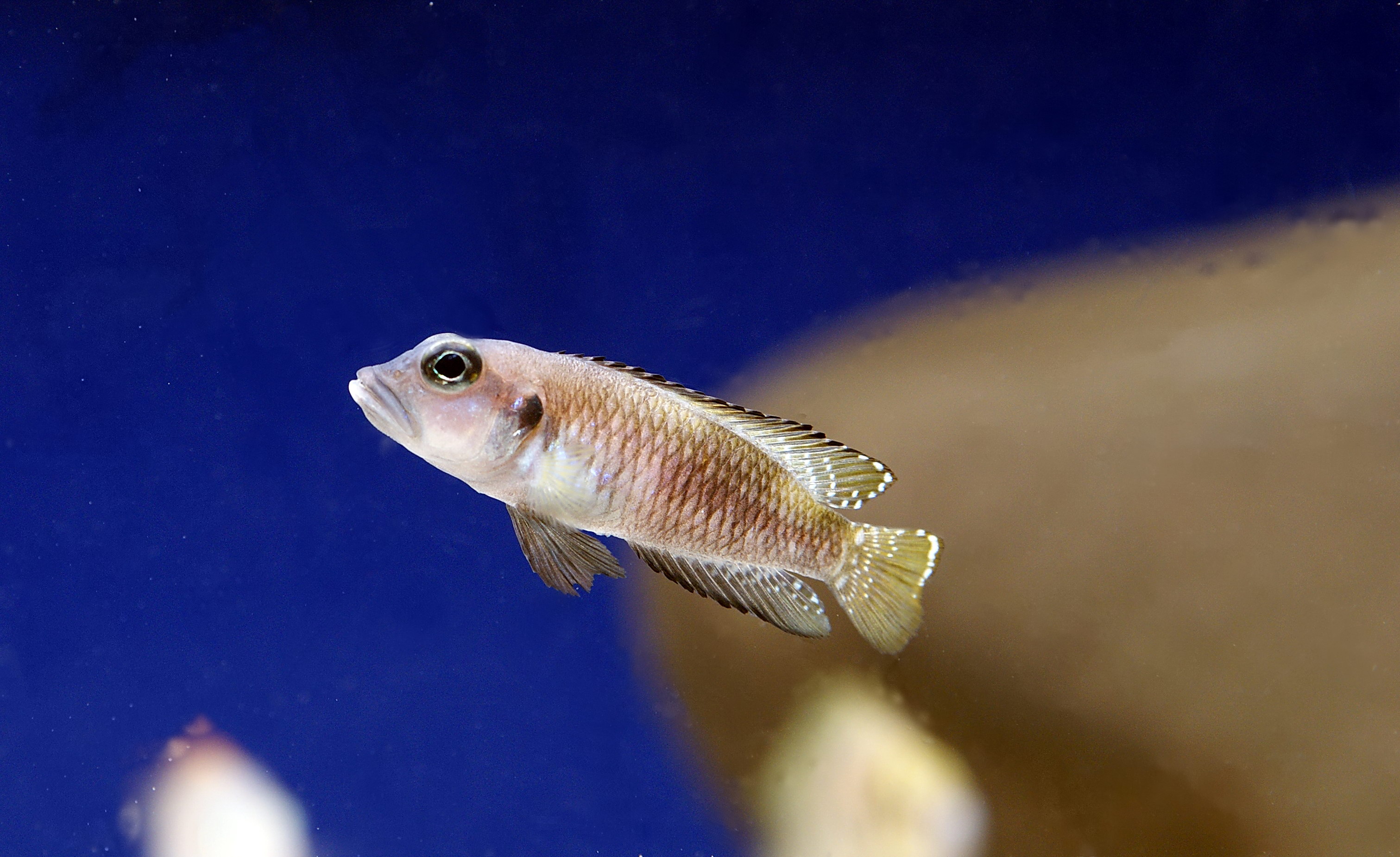 Lamprologus speciosus - 003.JPG