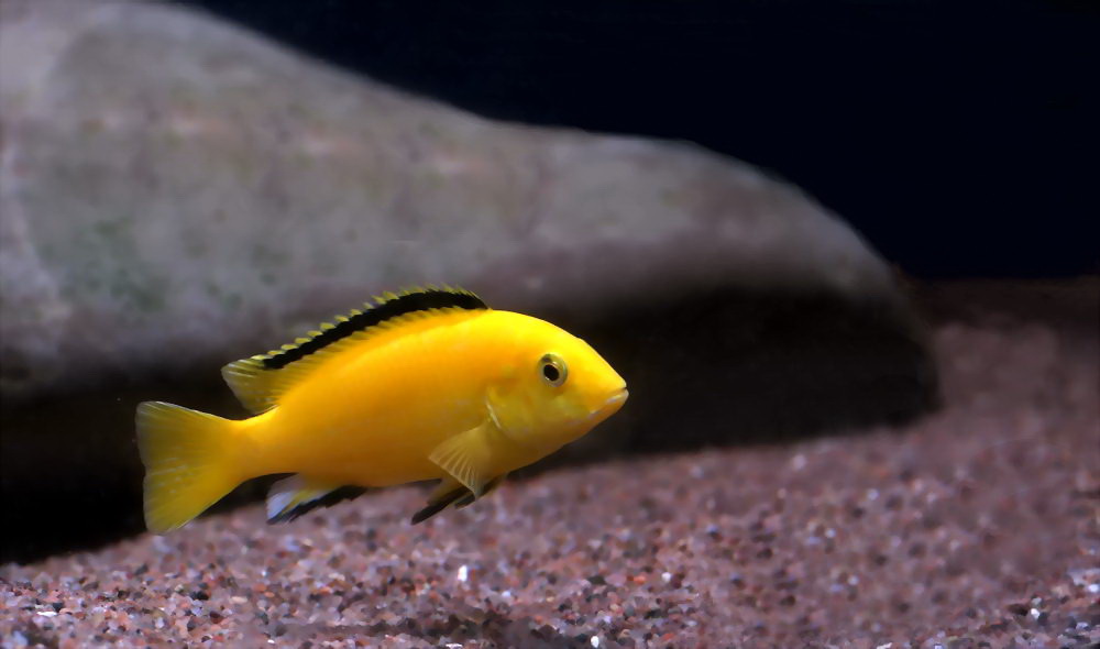 l.carielius golden-1.jpg
