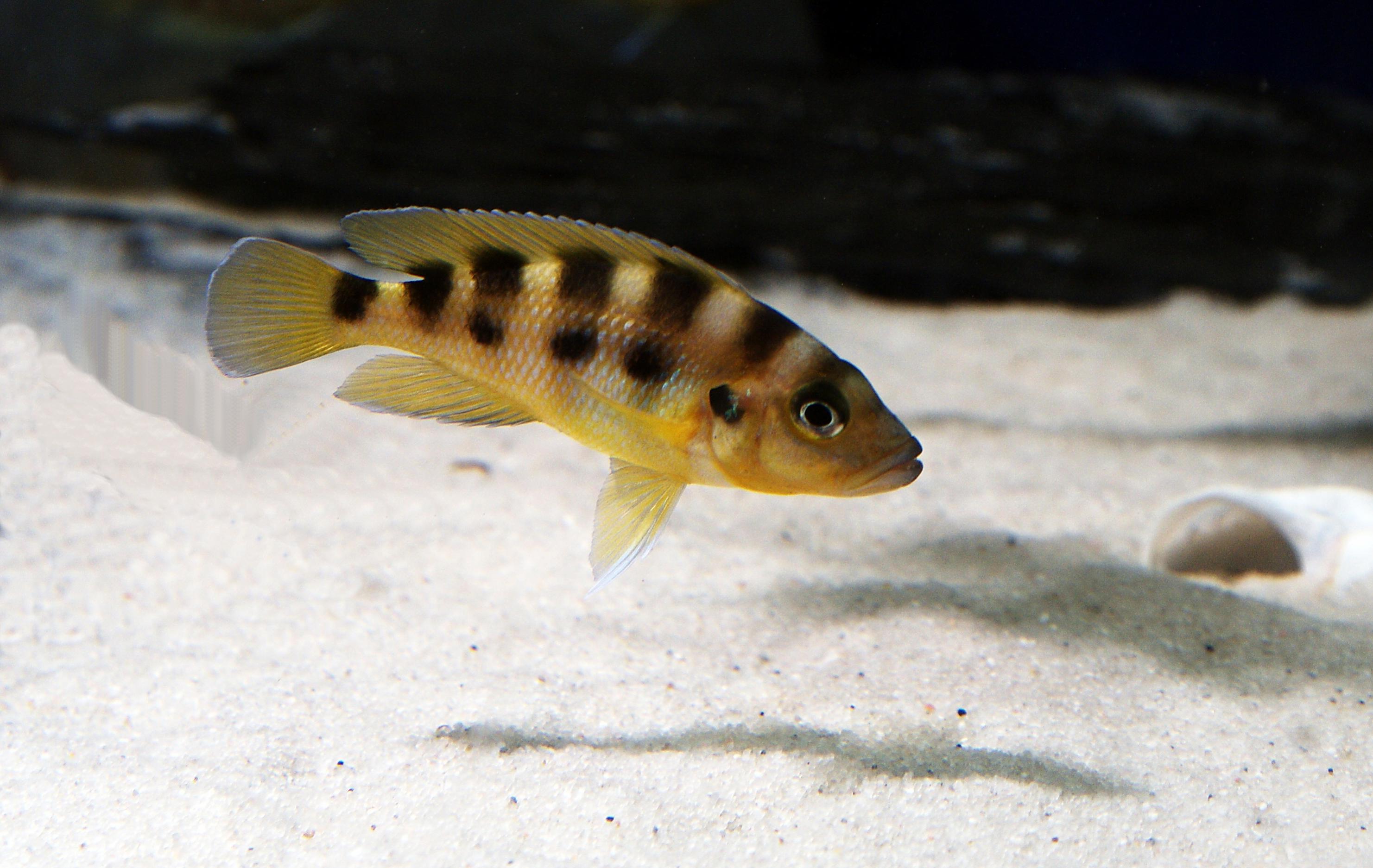 N. sexfasciatus -1.jpg