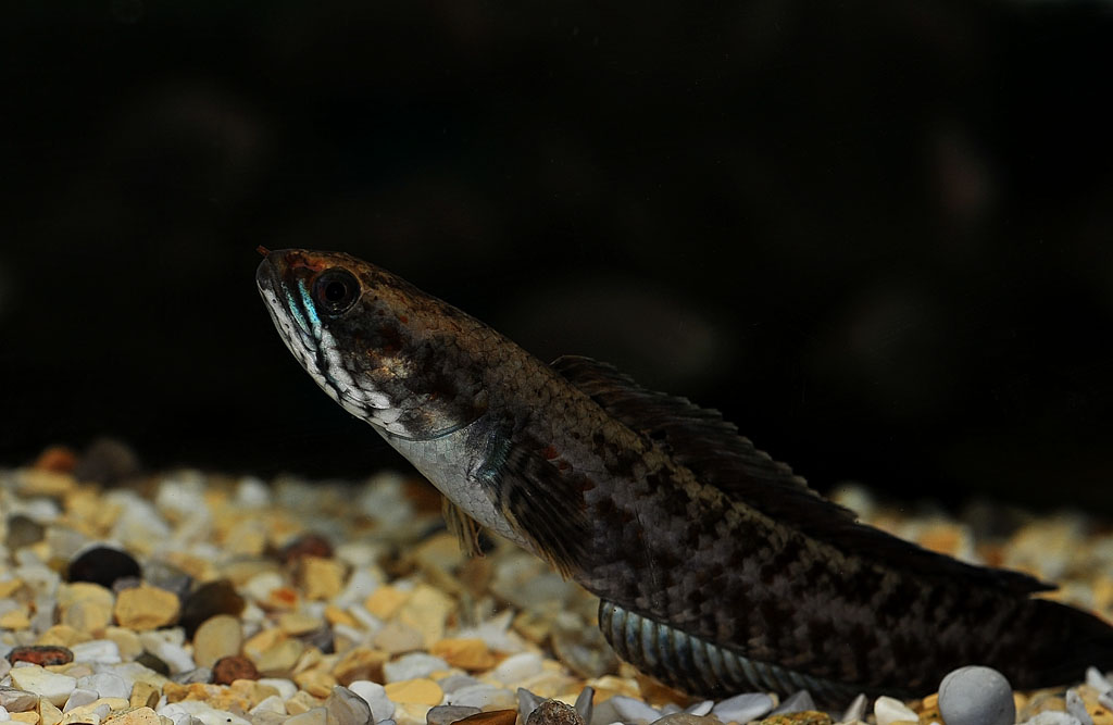 DSC_7582.JPG