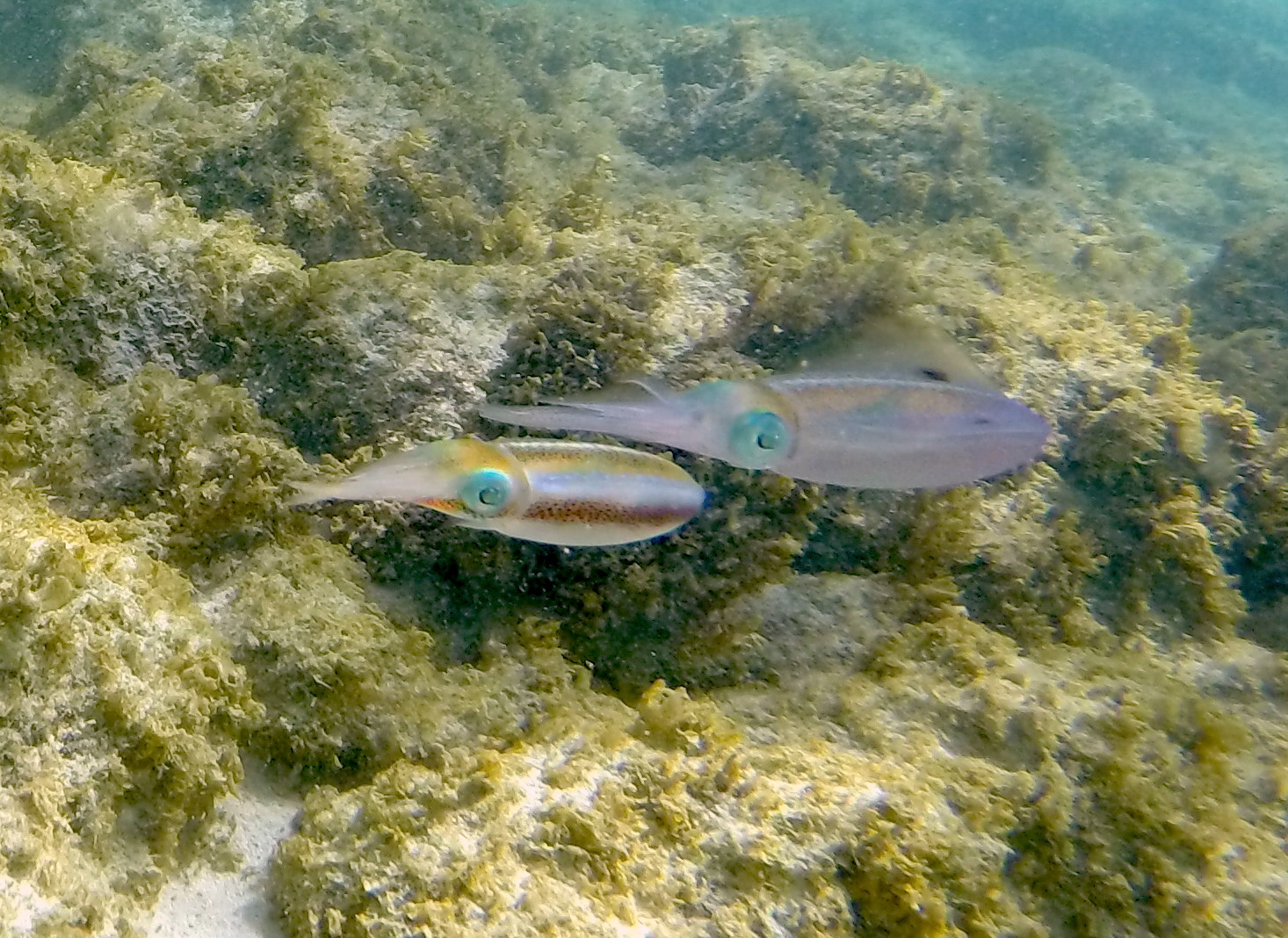 Caribbean_reef_squid-2.JPG