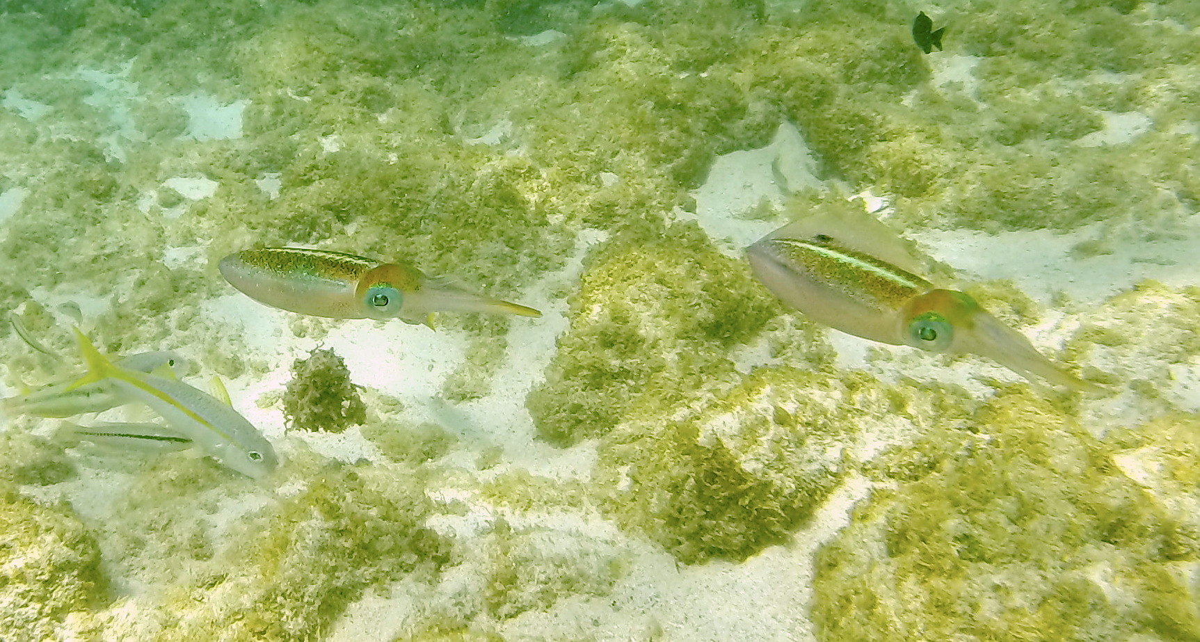 Caribbean_reef_squid-4.JPG