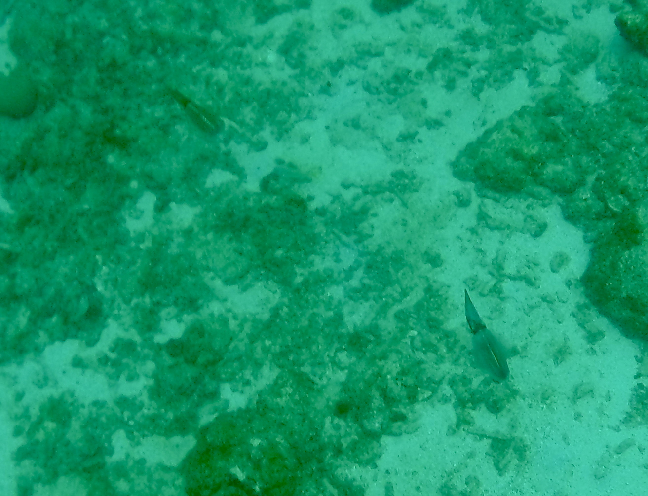 Caribbean_reef_squid-2-30cm-tugboat.JPG