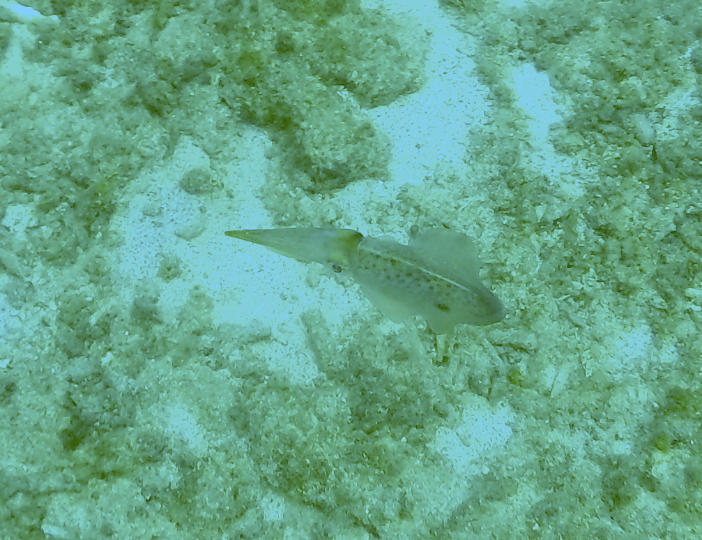 Caribbean_reef_squid-1-30cm-tugboat.JPG
