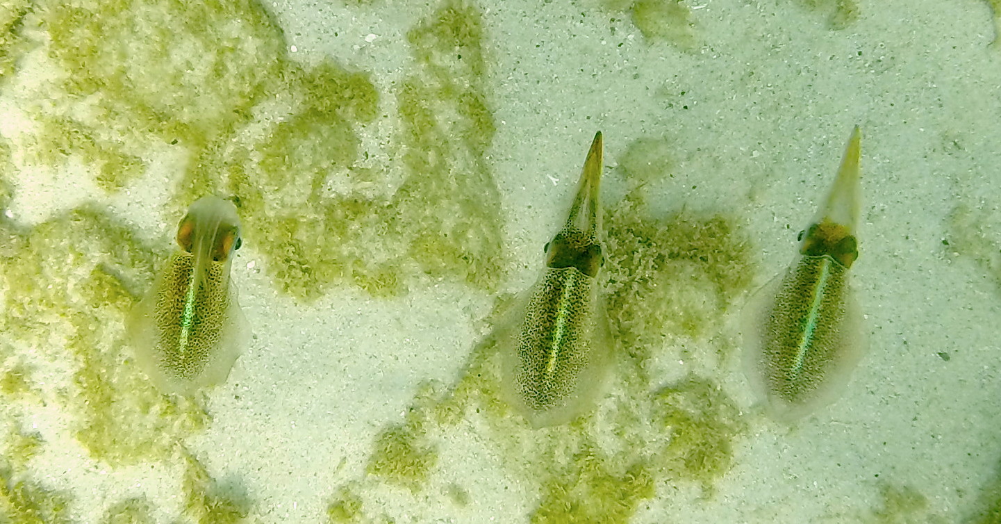 Caribbean_reef_squid-3.JPG
