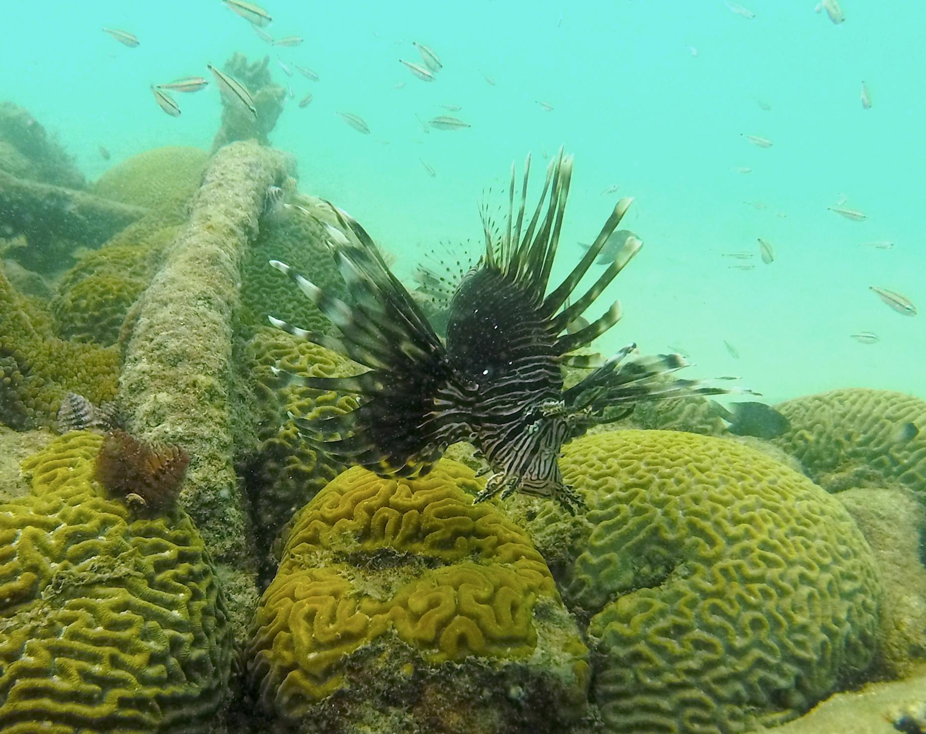 lionfish-20cm-piscadera-2.jpg