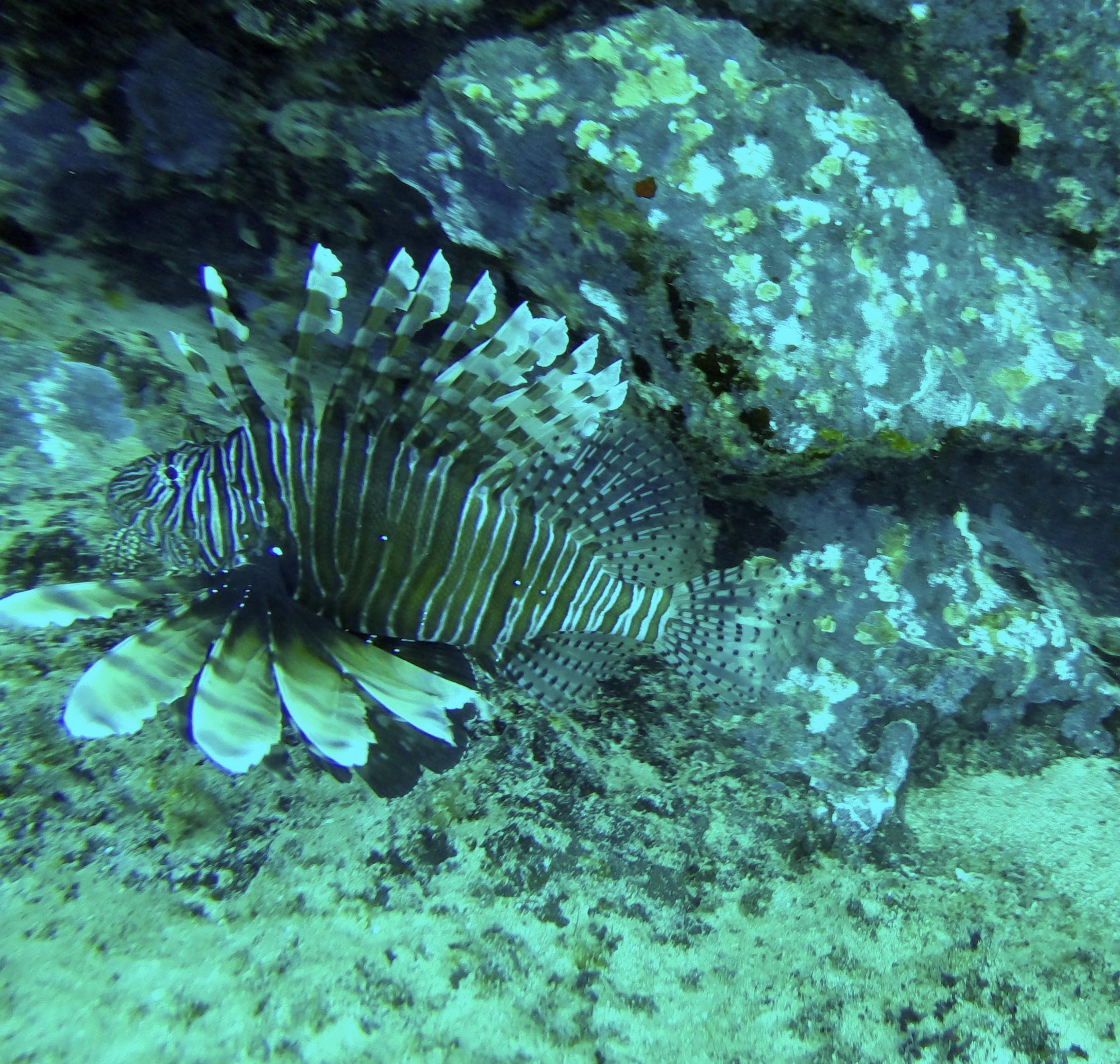 Lionfish-35cm-Cas_abao-deep-dive-1.jpg