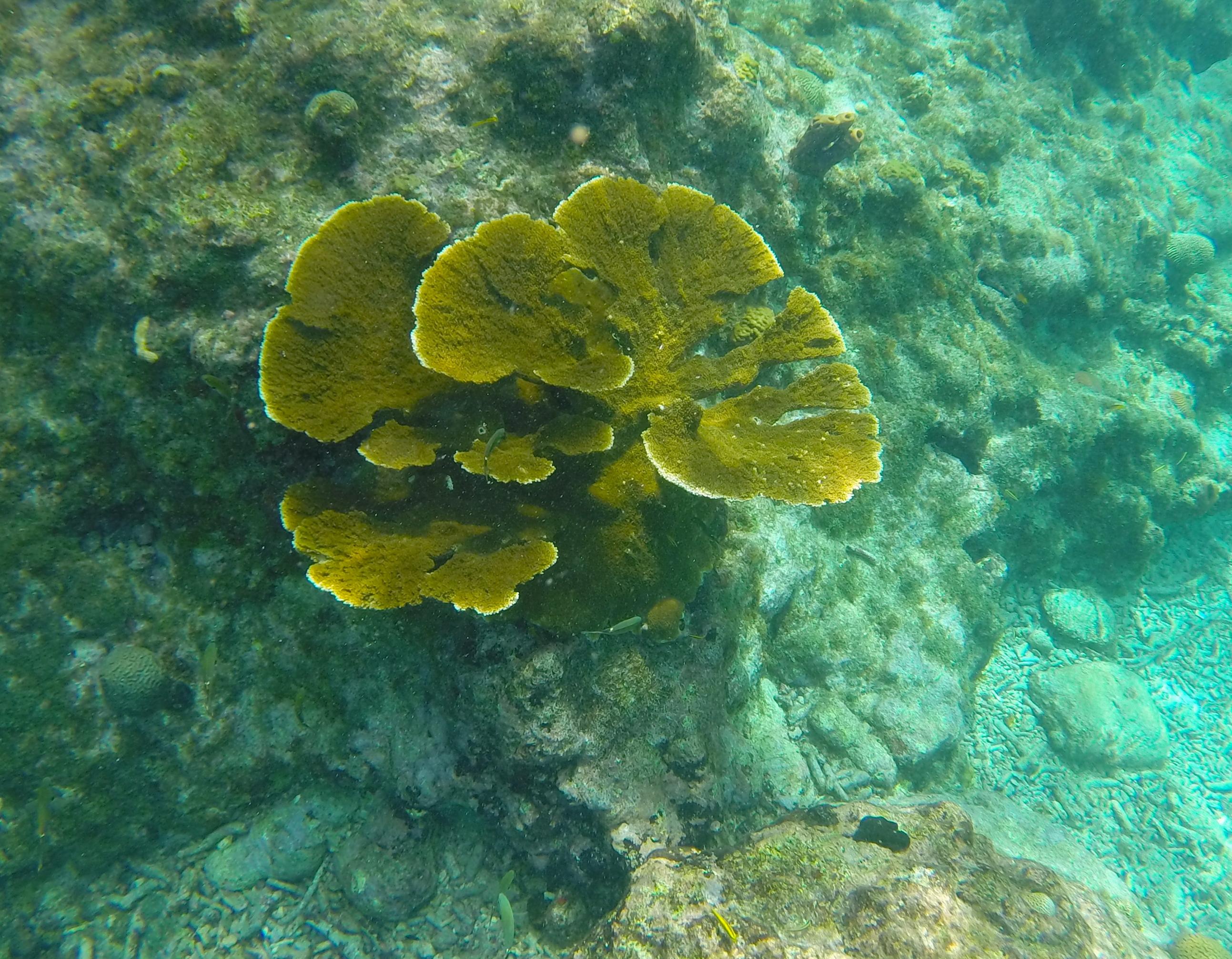 elkcoral-Lagun-9.jpg