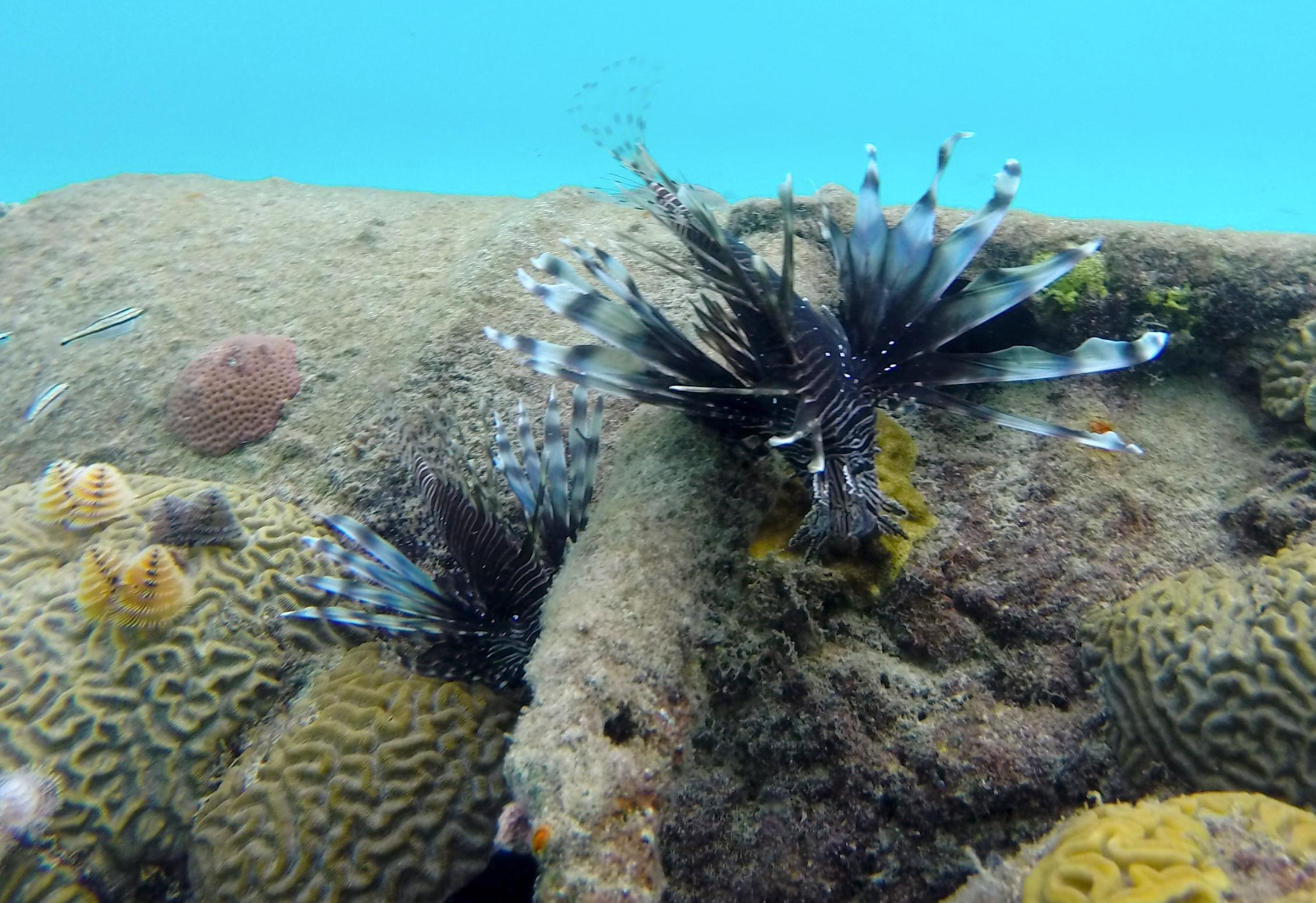 Lionfish-20cm-piscadera-2st-1.jpg