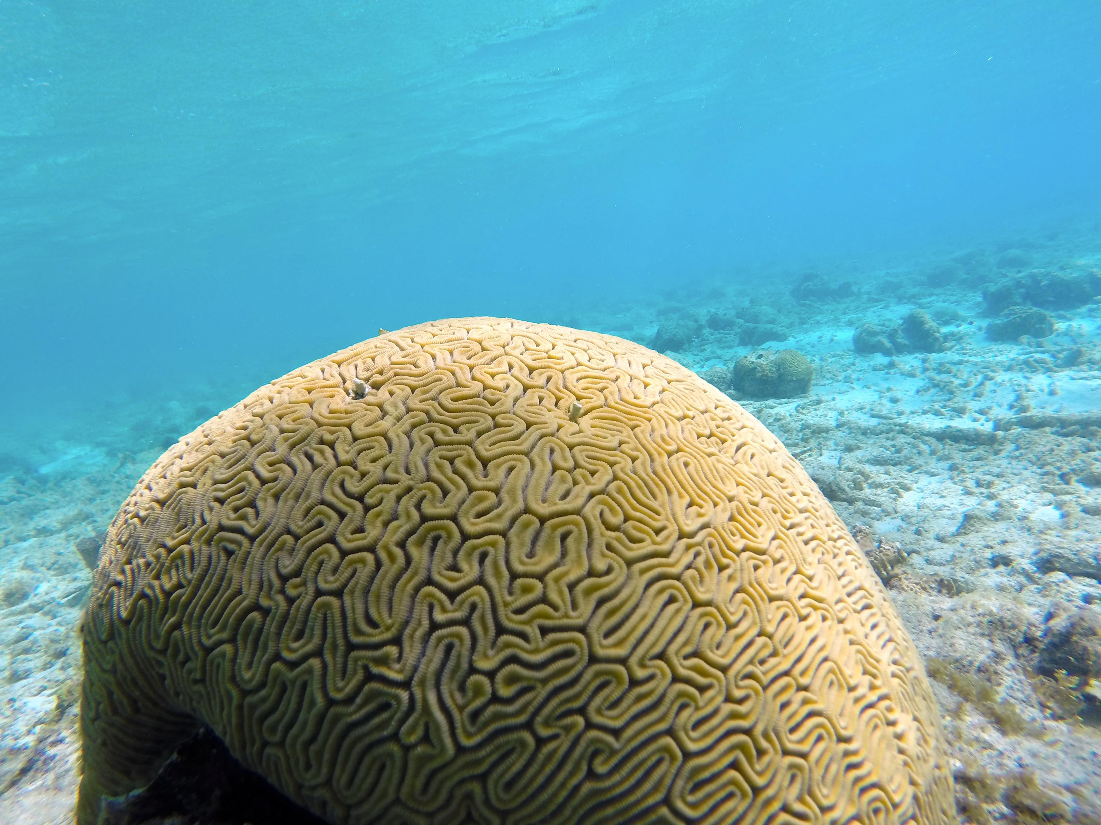 Coral-porto_marie-1.jpg