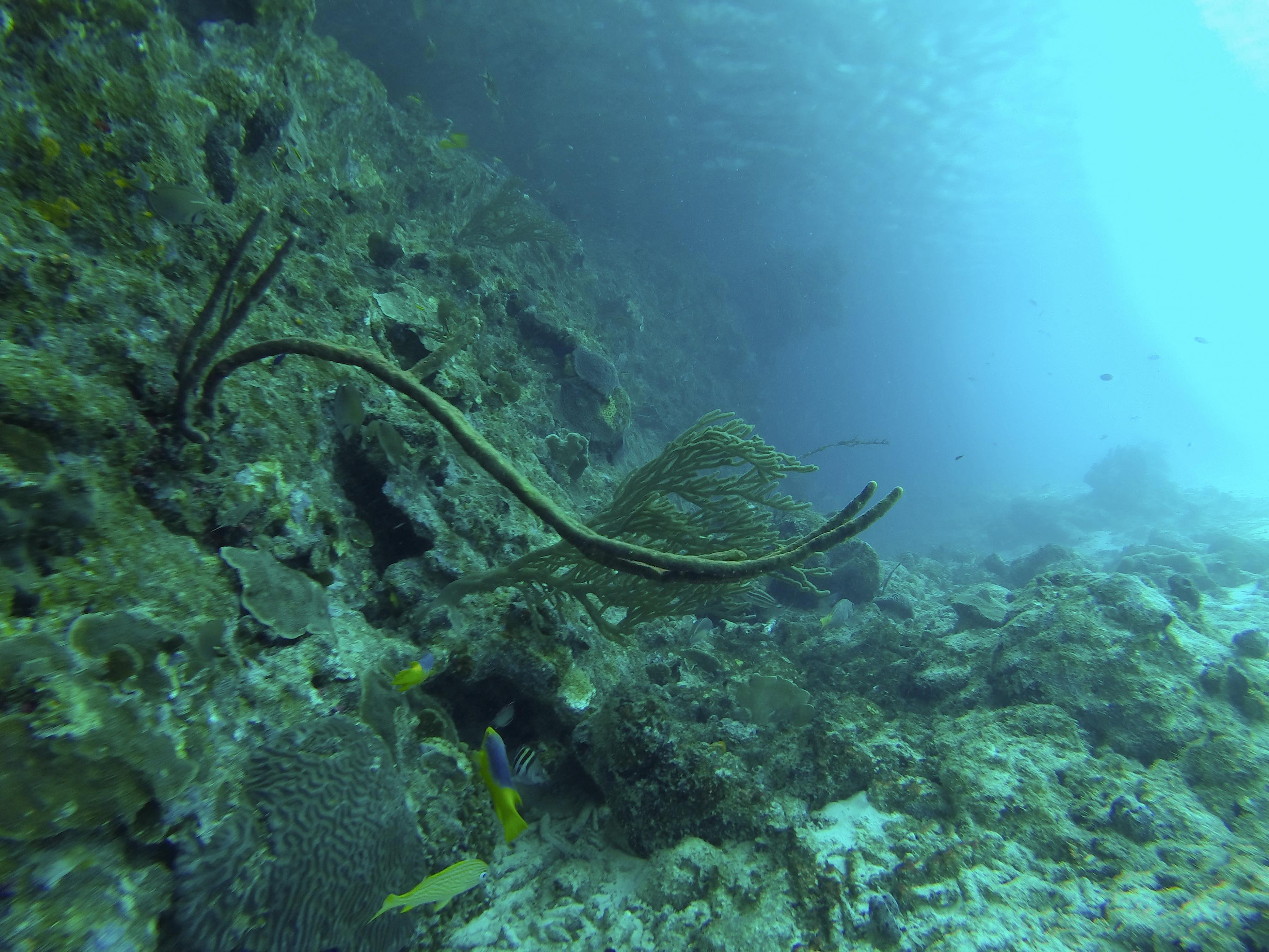 Coraller-Cas_Adao-3.jpg
