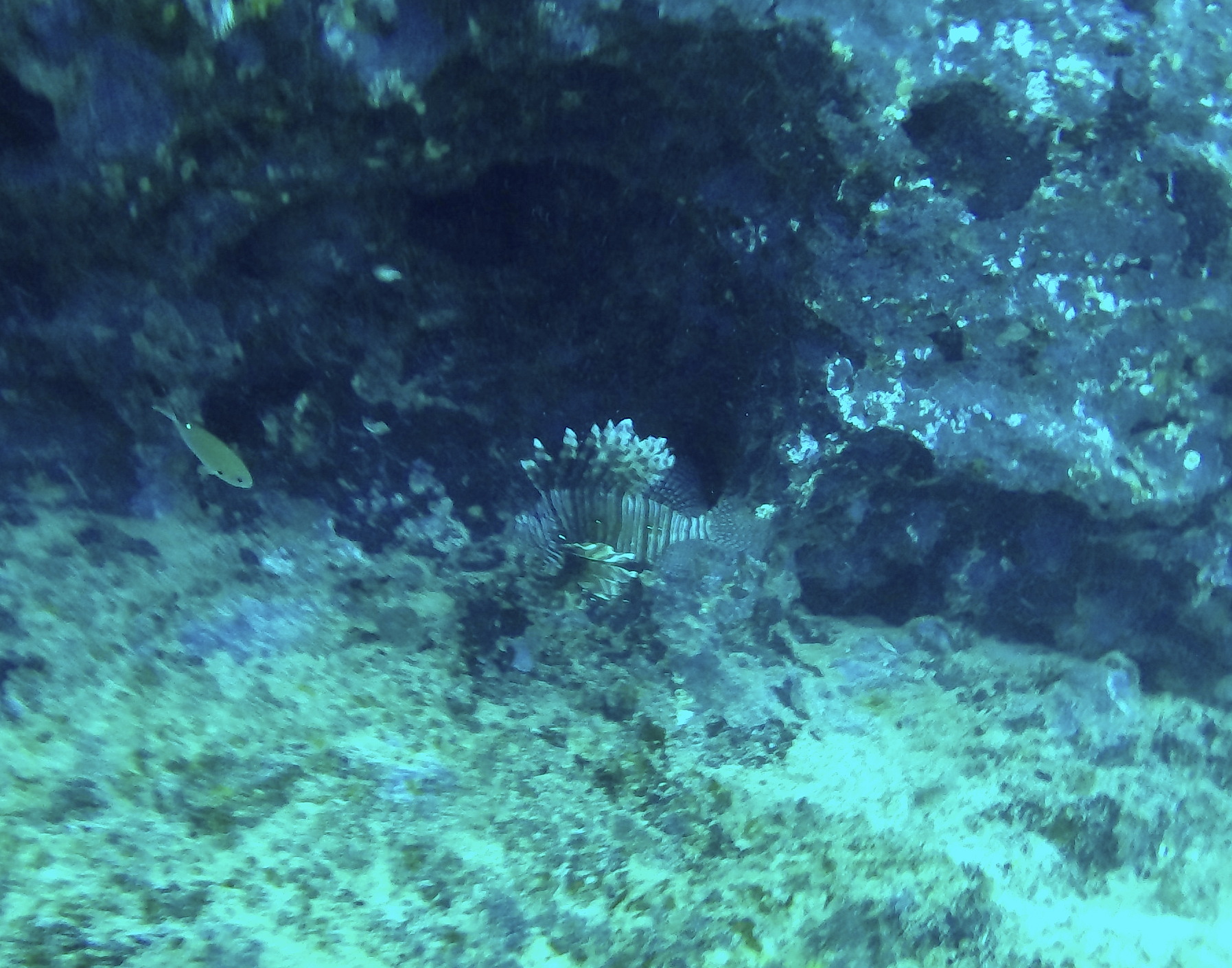 Lionfish-cas_abao-1.JPG