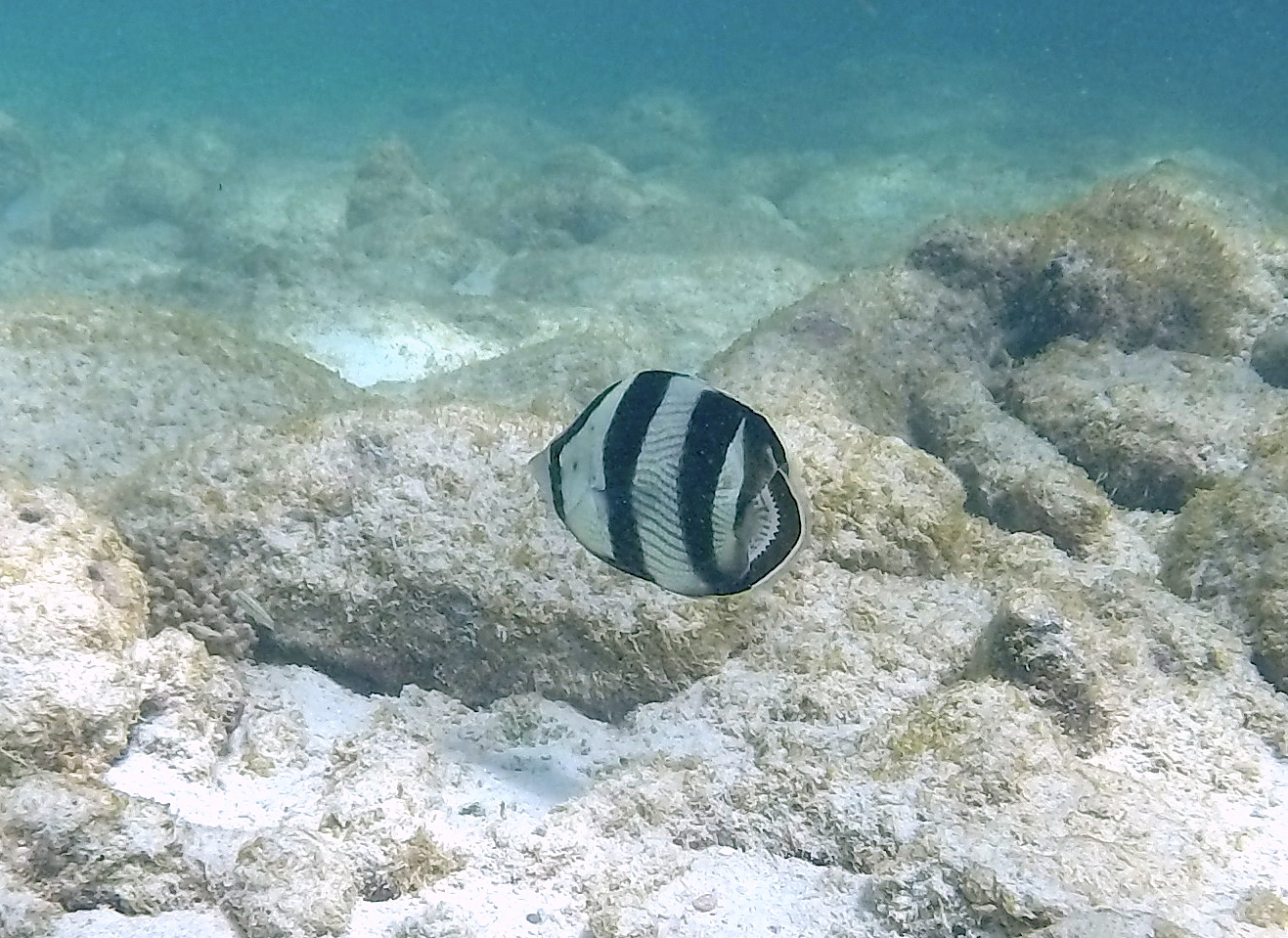 banded_butterflyfish-porto_marie-1.JPG