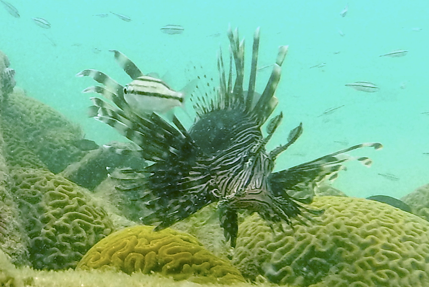 Lionfish-20cm-piscadera-5.JPG