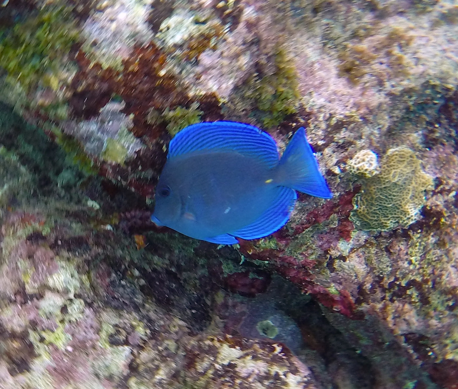 Blue_tang-Lagun.JPG