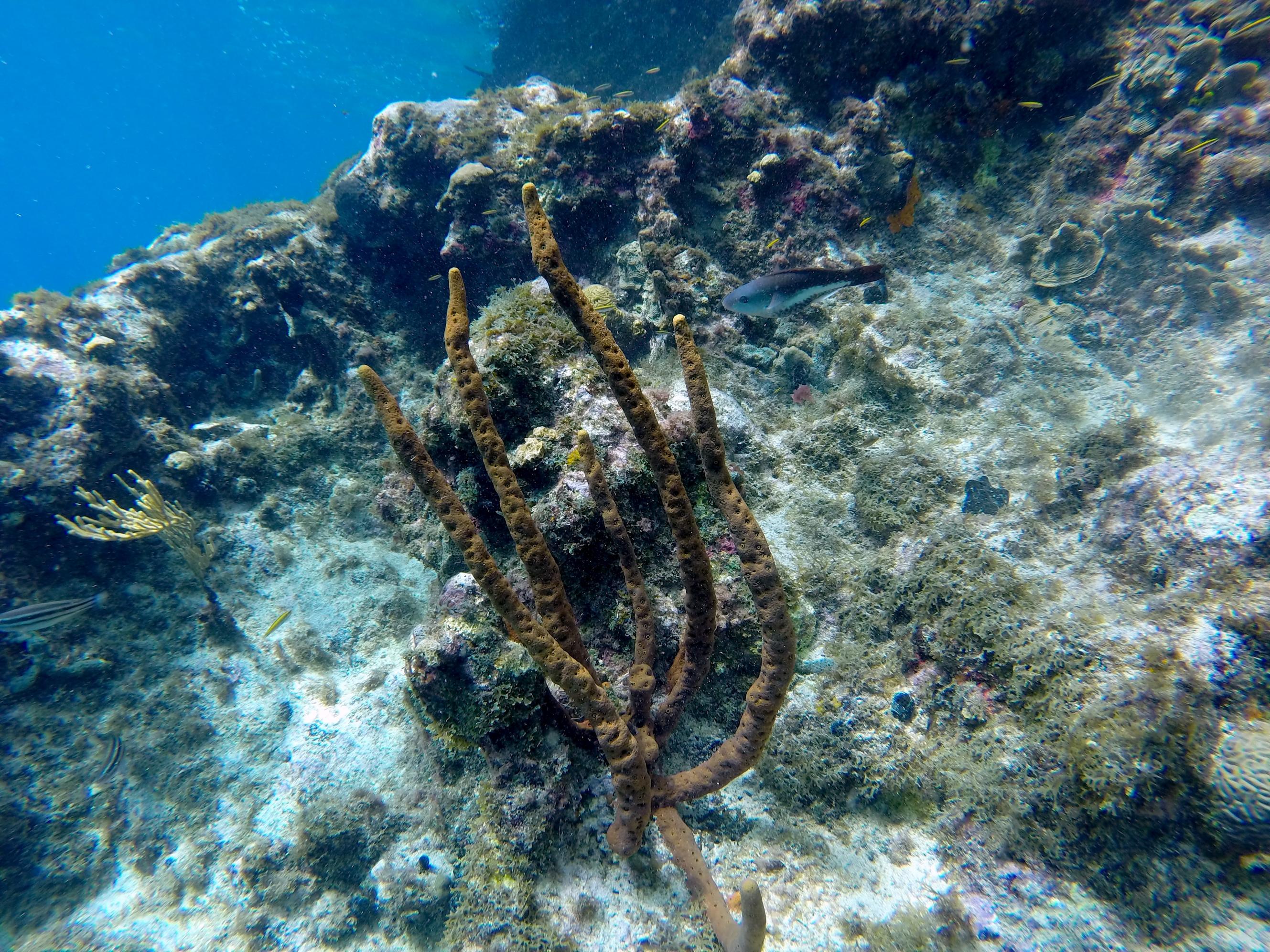 Corall-Lagun-15.jpg