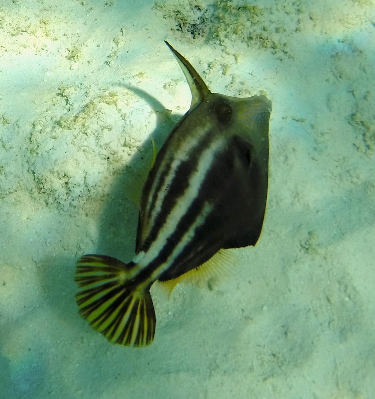 Spotted_filefish-Cas_abao-1.jpg