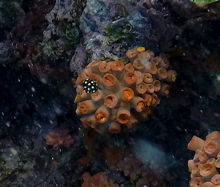 Orange_Cup_coral+Smooth_trunkfish-Lagun-2.JPG
