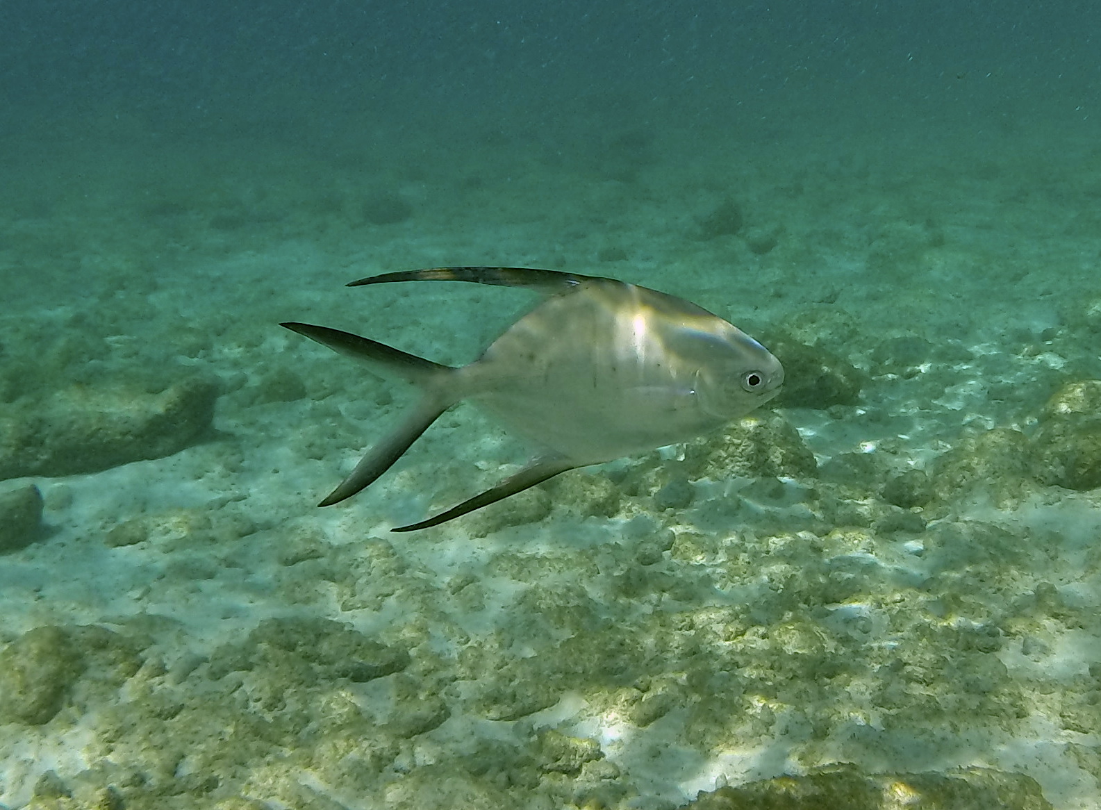 Palometa-Porto_marie-4.JPG