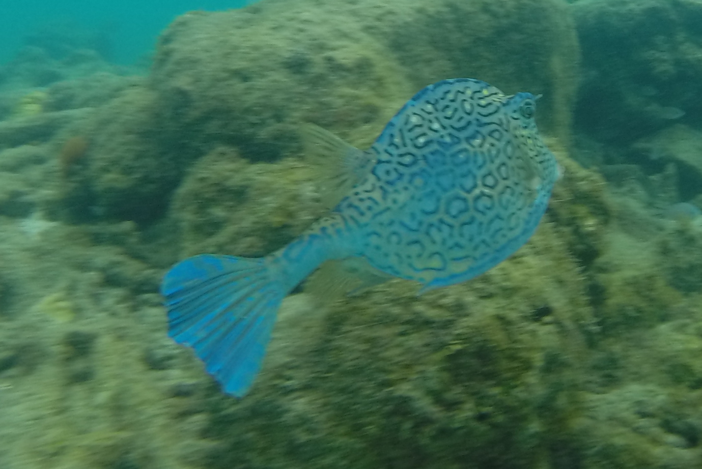 honeycomb-cowfish-piscadera-bay-2.JPG