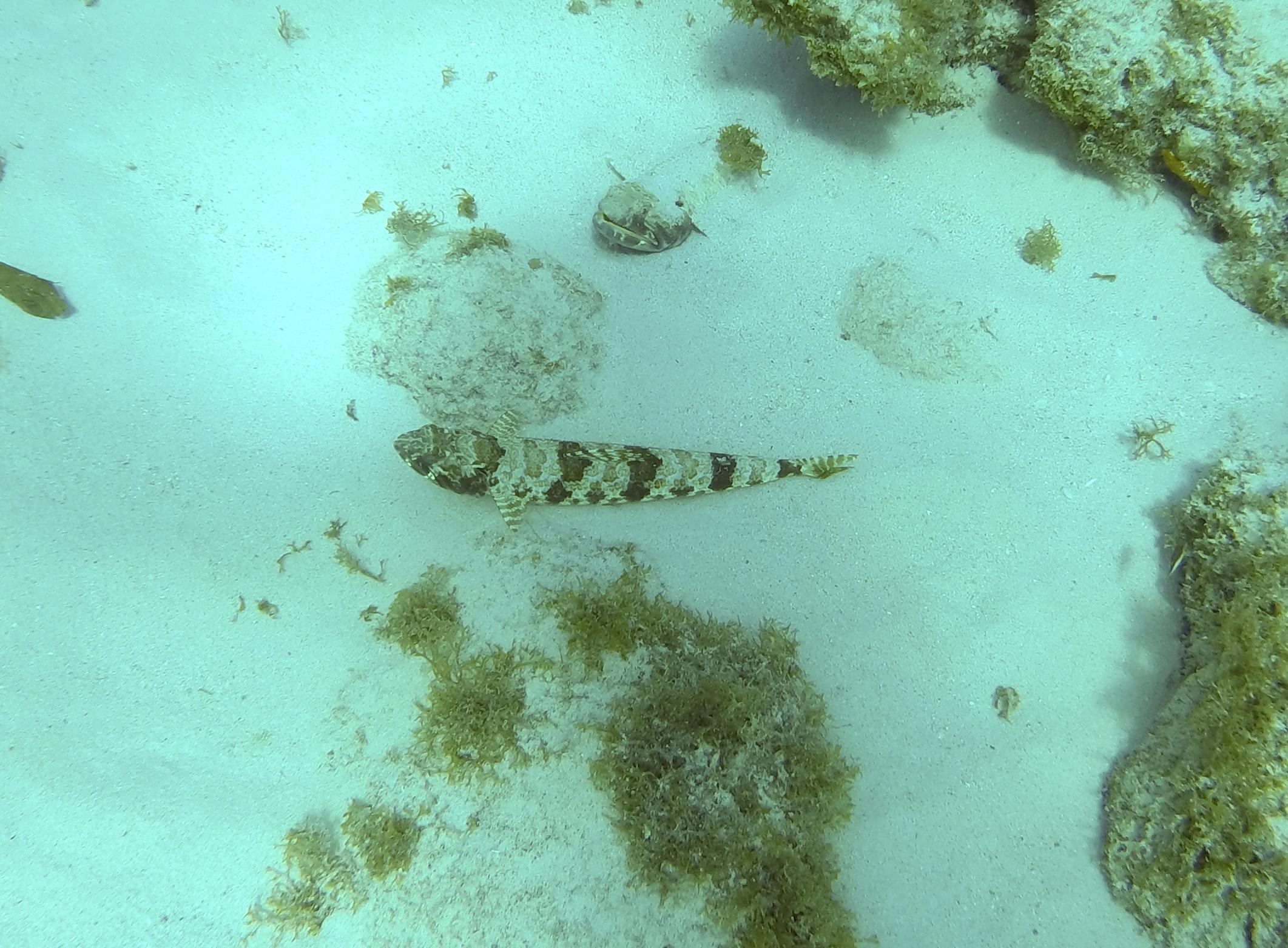 Sanddiver-Lagun.jpg