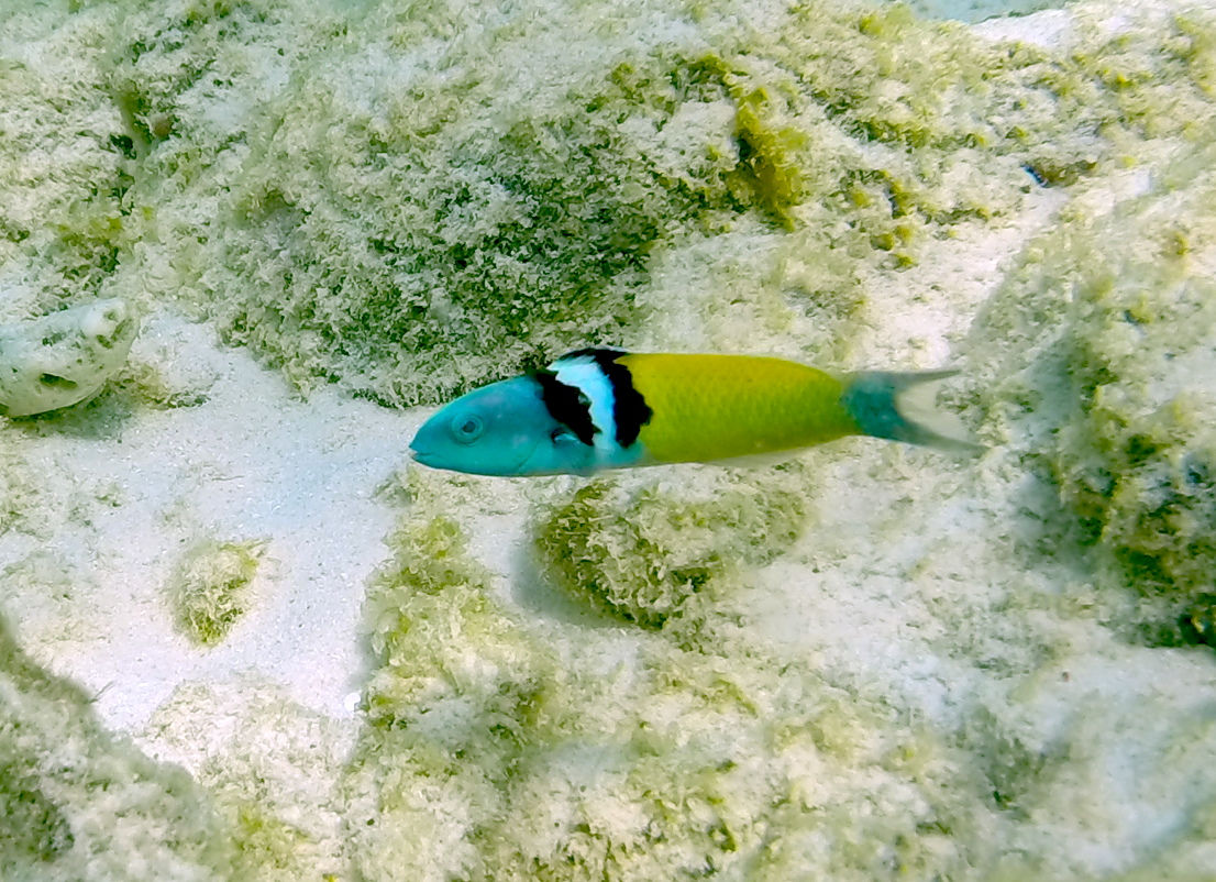 bluehead_wrasse-cas_abao-1.JPG