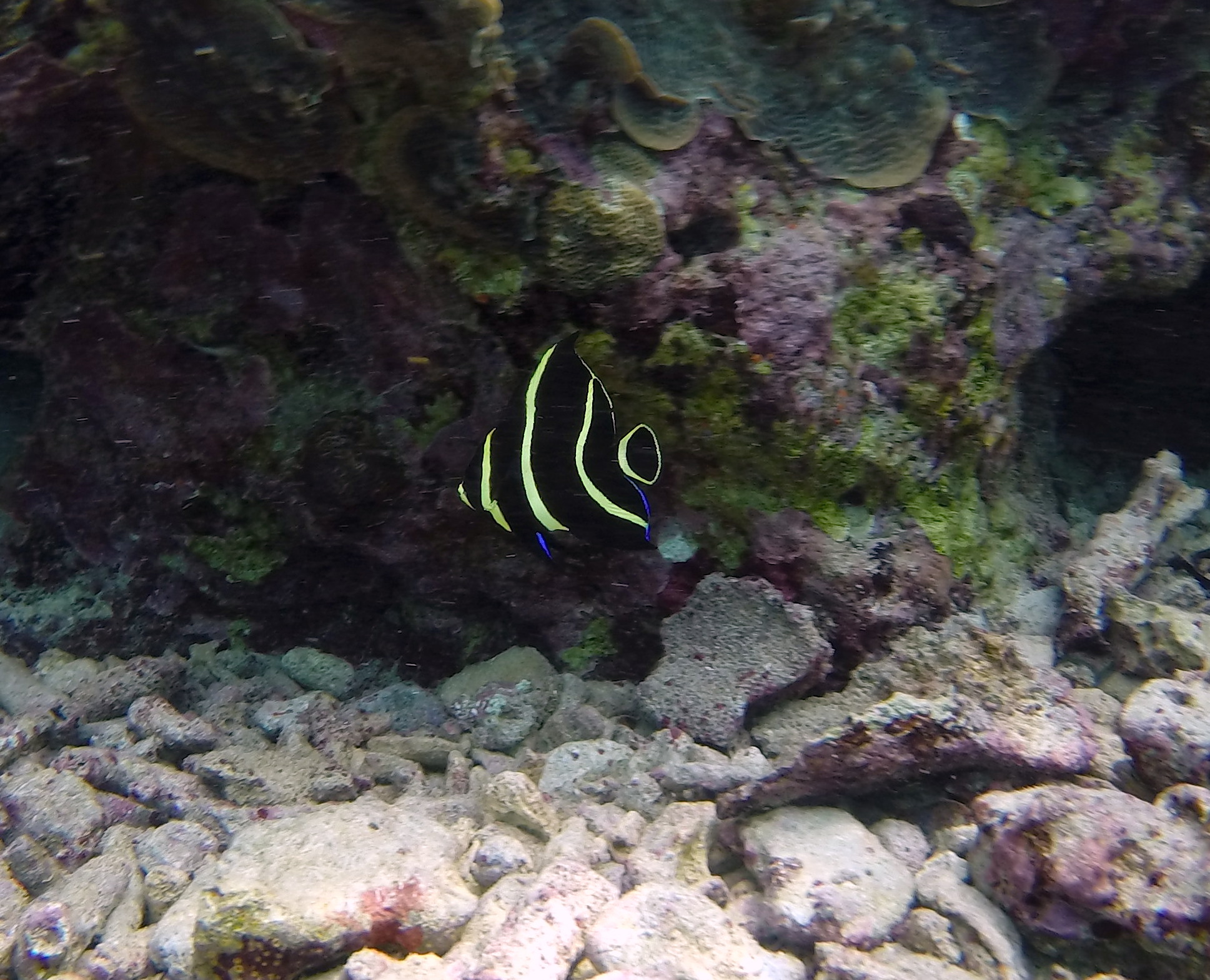 French_angelfish_juvenile-Lagun.JPG