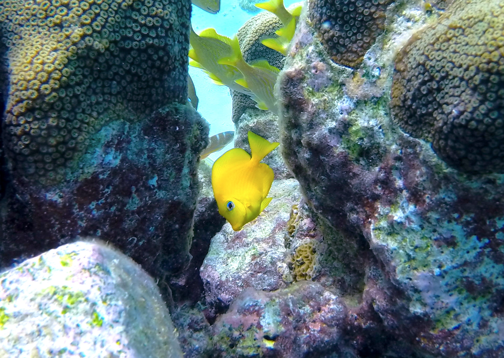 Blue-Tang_Juvenile-Daaibooi.JPG