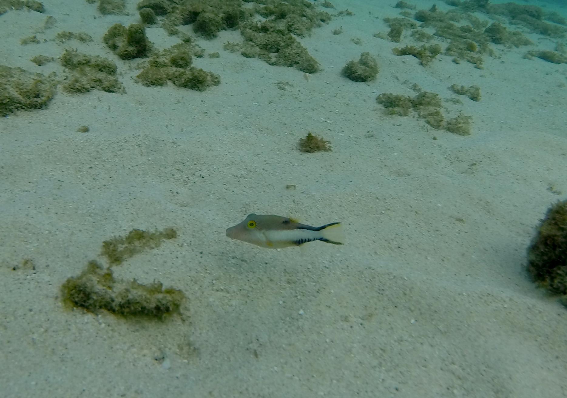 sharpnose_puffer-piscadera.jpg