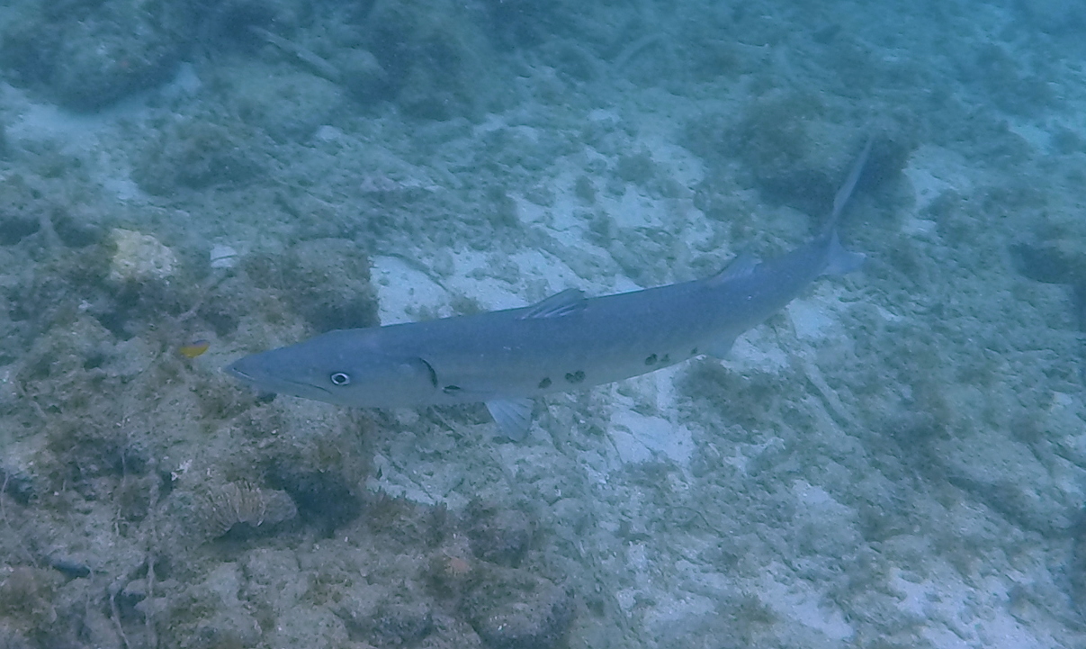 great_barracuda-100cm-piscadera-bay-1.JPG