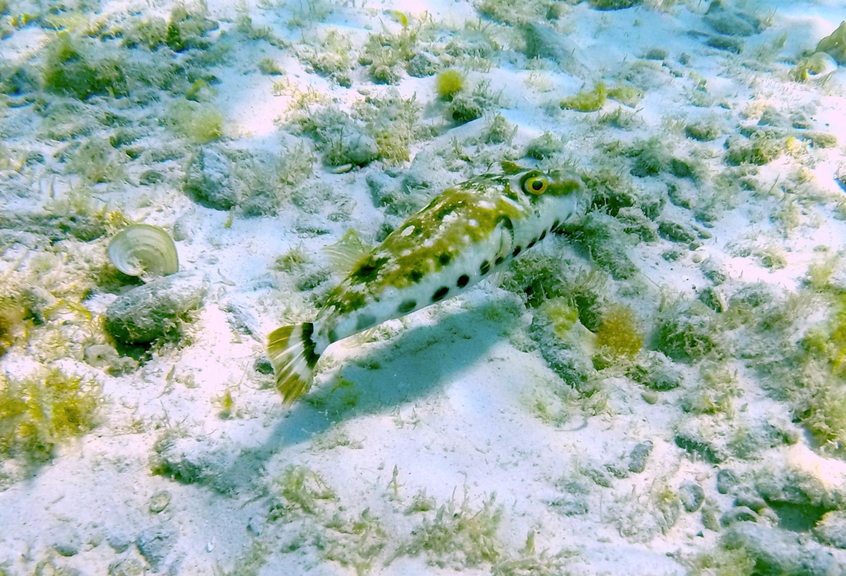 bandtailed_puffer_klein_curacao.jpg