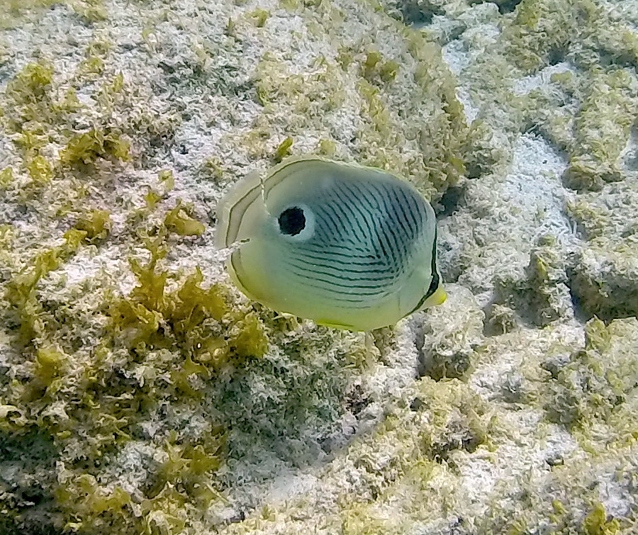 foureye_butterflyfish-porto_marie-1.JPG
