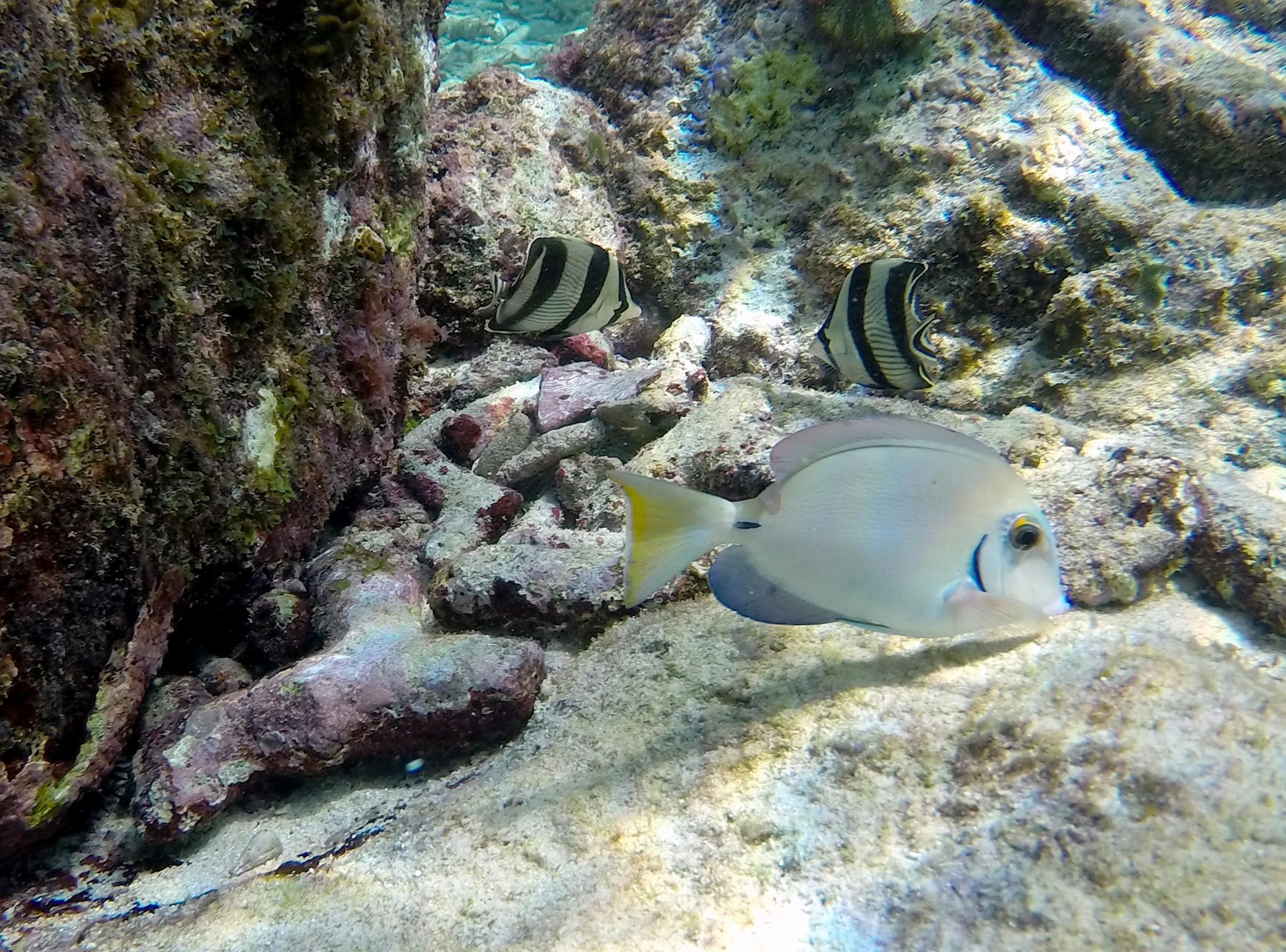 Ocean_surgeonfish+banded_bufferflyfish-Lagun.jpg