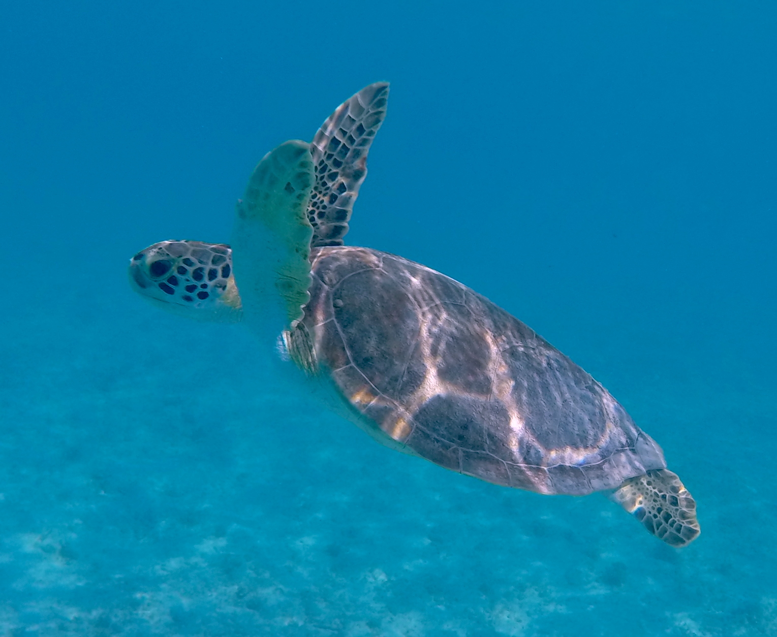 Green_turtle-klein_curacao.JPG