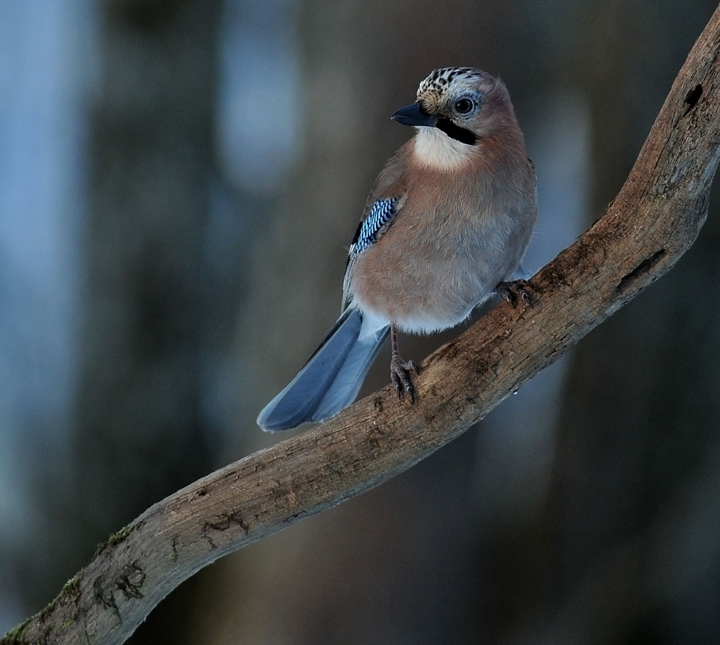DSC_3667.JPG