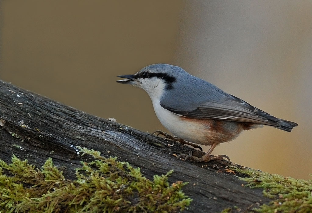 DSC_3860.JPG