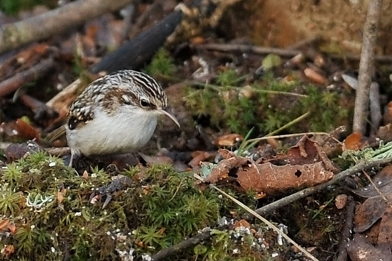 DSC_3889.JPG