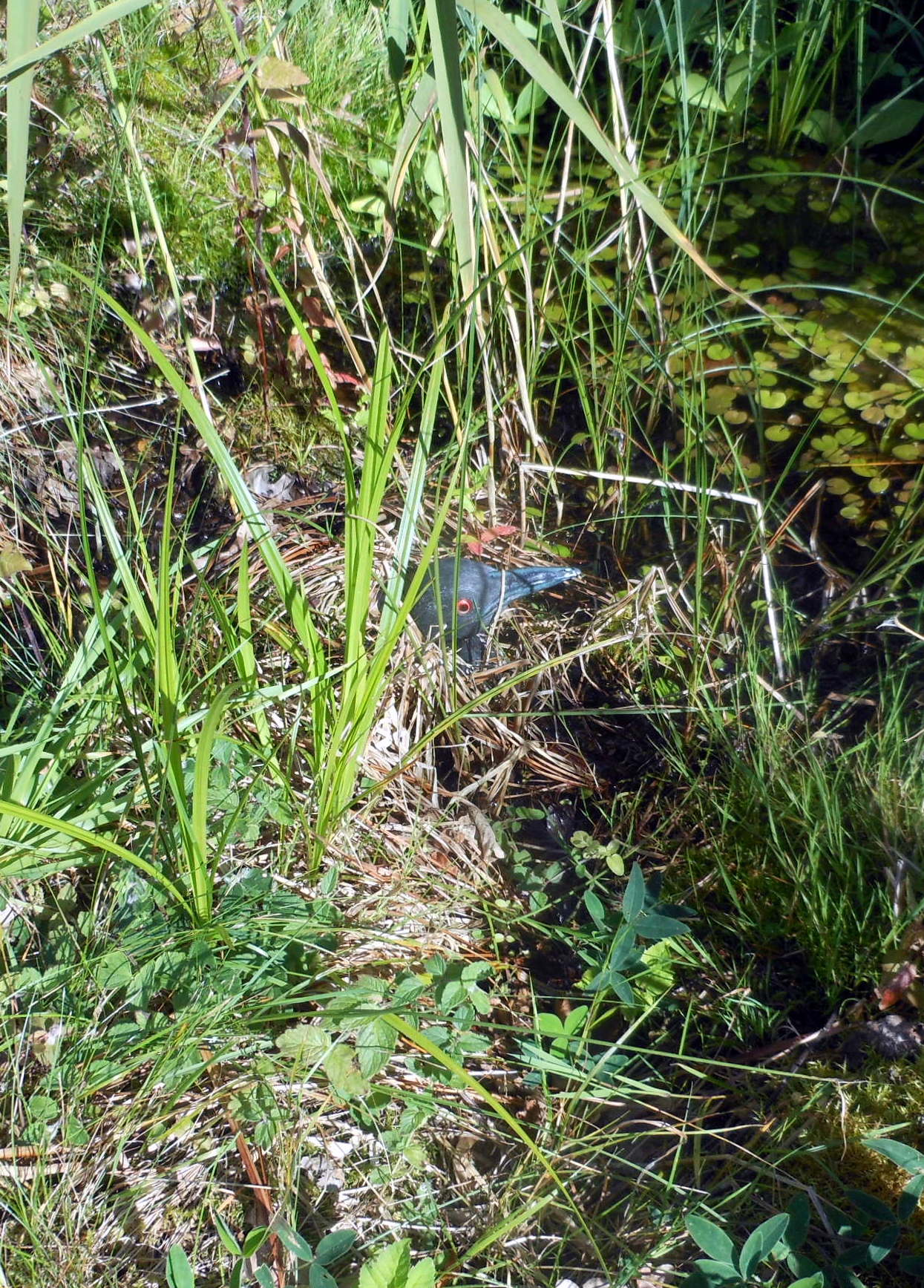 f&amp;#229;gel.jpg