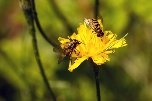blomflueog.jpg
